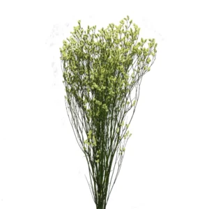 Limonium Sinesis Amarillo