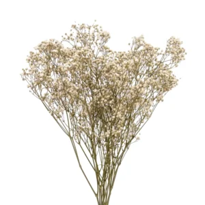 Paniculata Xlence Ani Natural