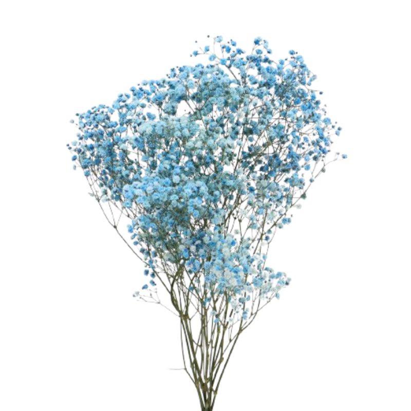 Paniculat Xlence Azul