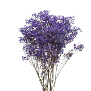 Paniculat Xlence Morado