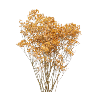 Panic xlence salmón