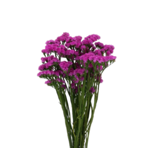 Statice Fucsia