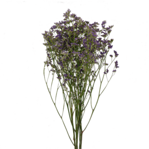 Limonium Lavanda