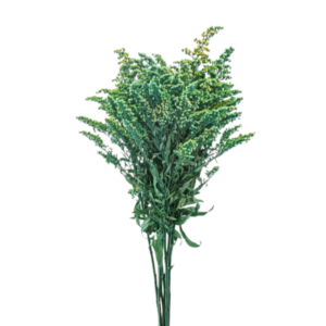 Solidago Azul
